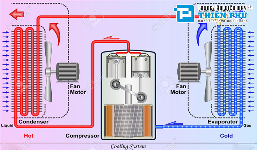 Nên mua tủ lạnh hay tủ đông để bảo quản thực phẩm hàng ngày của người dùng?