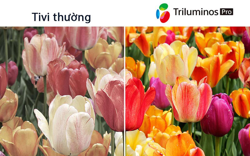 Tìm hiểu công nghệ Triluminos có trên Tivi Sony, công dụng mà nó mang lại là gì?