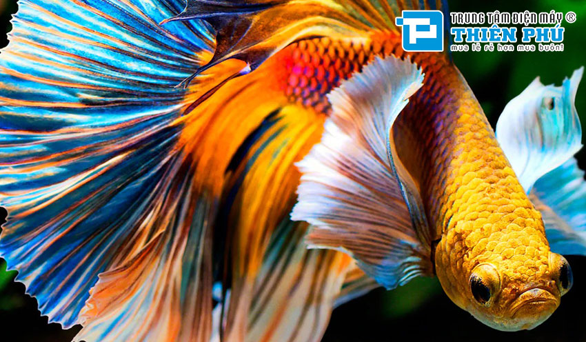 Khám phá về 7 công nghệ giúp smart tivi Sony XR-65A80L có hình ảnh siêu đẹp