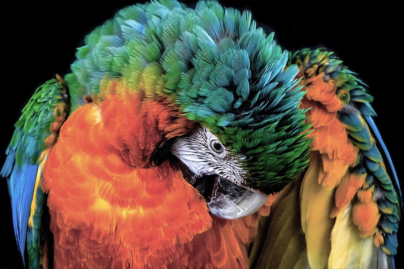 : Review về chất lượng hình ảnh trên google tivi Sony 75 inch 4K K-75XR50